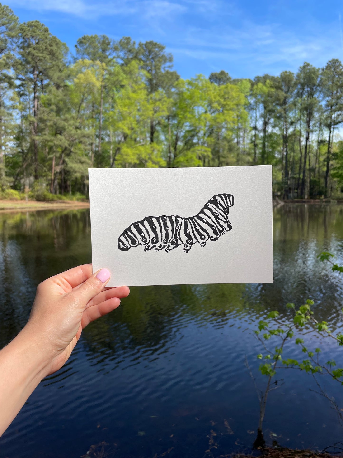 Swallowtail Caterpillar Print 5"x7"