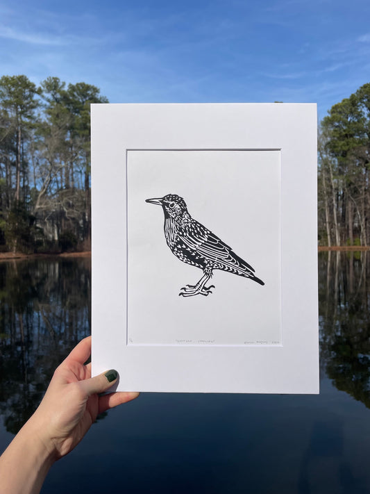 European Starling Print 8" x 10"
