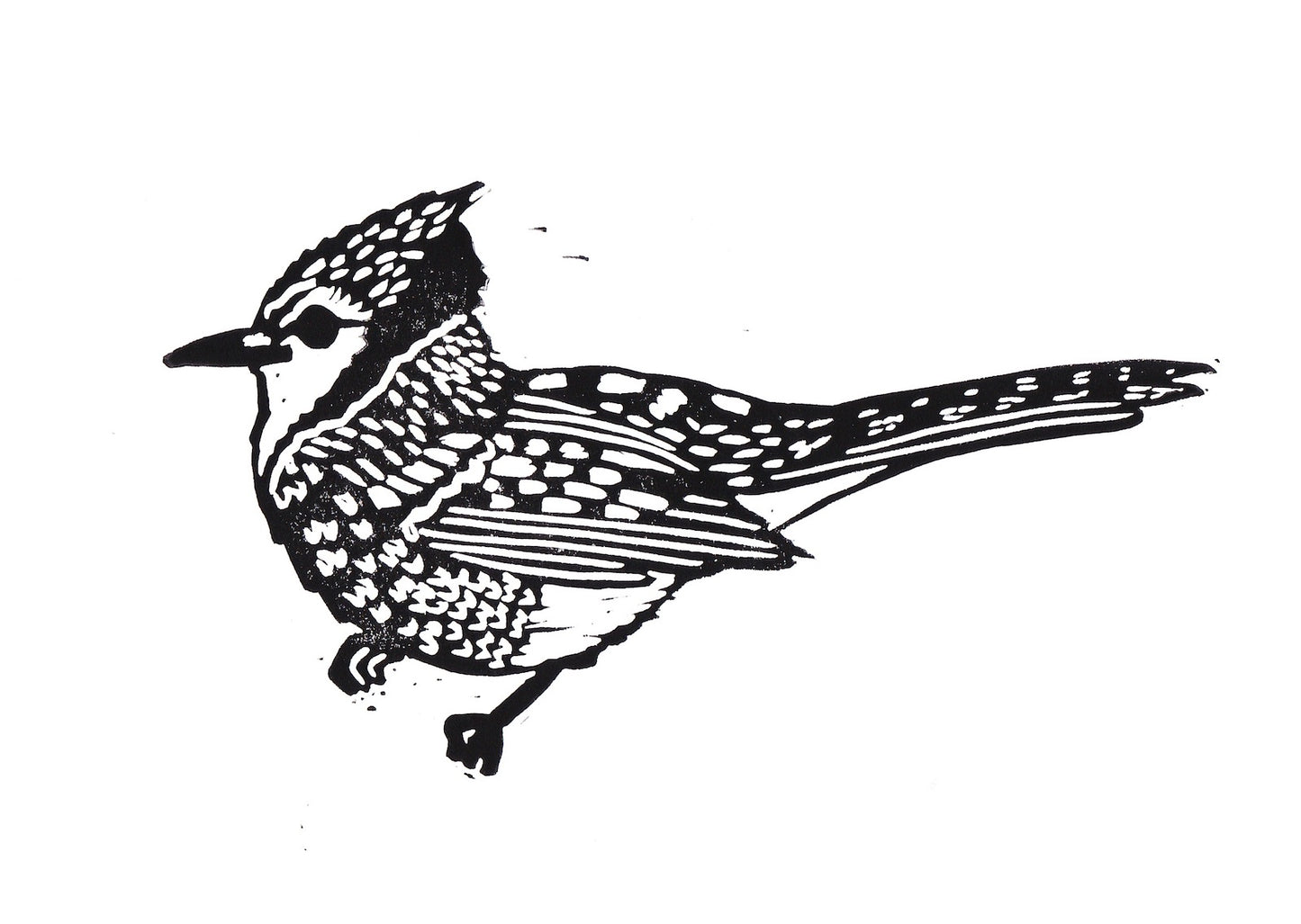 Blue Jay Print 8" x 10"