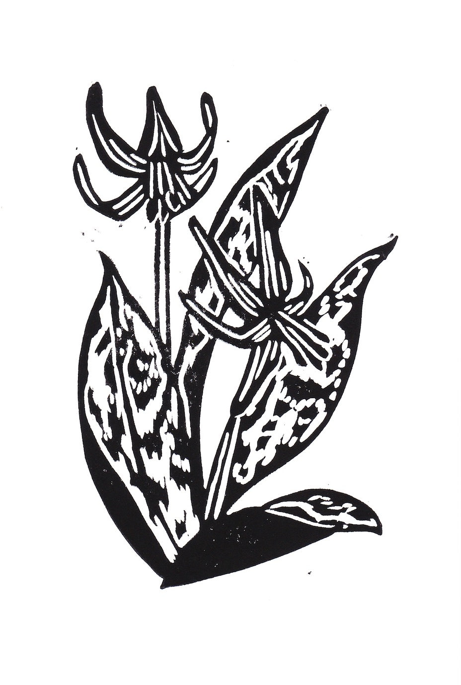 Trout Lily Print 5"x7"