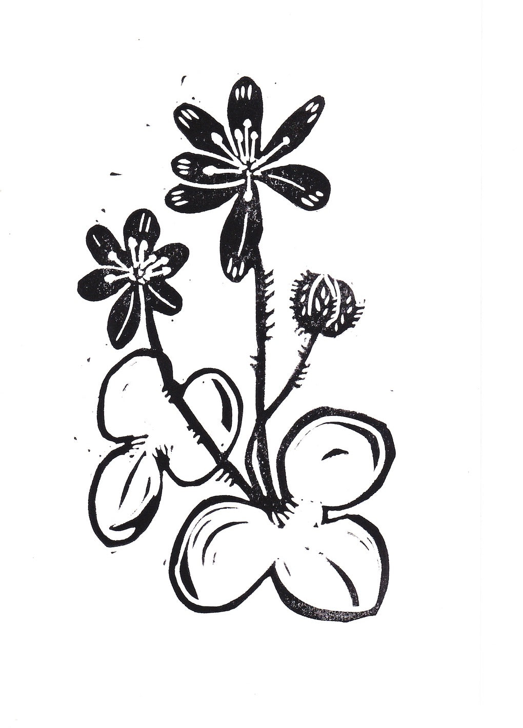 Hepatica Print 5"x7"