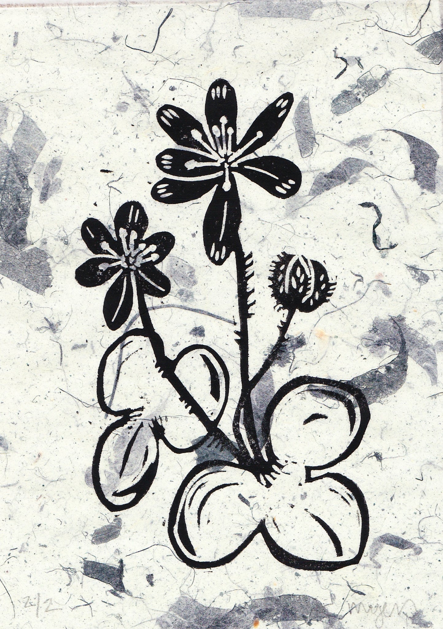 Hepatica on Fancy Paper-Light Blue