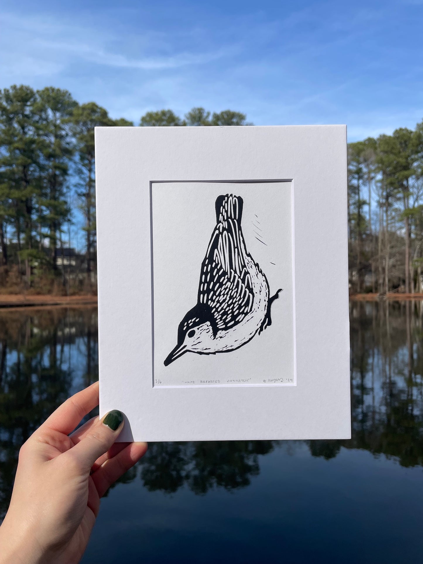 White Breasted Nuthatch Print 5"x7"